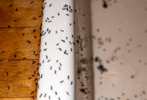 Best Commercial Pest Control Services  in Flat Rock, MI