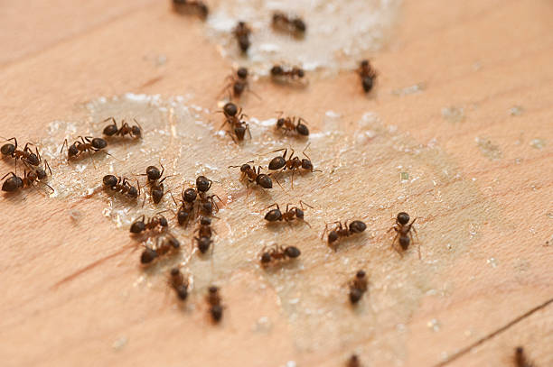 Best Ant Control Services  in Flat Rock, MI